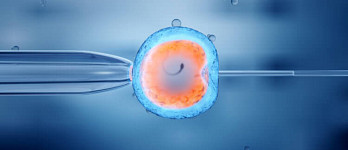 Перенос размороженного эмбриона со скидкой 25%